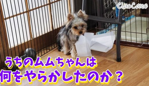 やらかしムムちゃん【ヨークシャーテリア専門犬舎チャオカーネ】