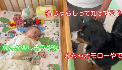 【犬と赤ちゃんの日常】猫じゃらし風オモチャでじゃらされる　バーニーズマウンテンドッグ　 bernese mountain dog