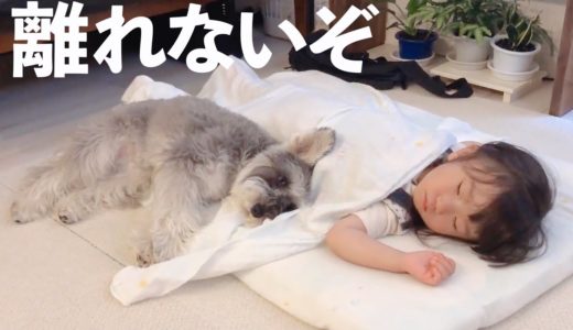 【犬と子ども】２歳娘が大好きすぎて笑ってる時も泣いてる時も一緒にいるシュナウザー【ジジトト】Miniature schnauzer with daughter