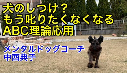 【犬のしつけ】もう叱りたくなくなる！？