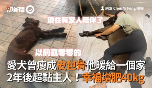 高山犬流浪瘦成皮包骨 被收養2年後 超黏主人 幸福增肥40kg｜寵物｜狗｜流浪狗