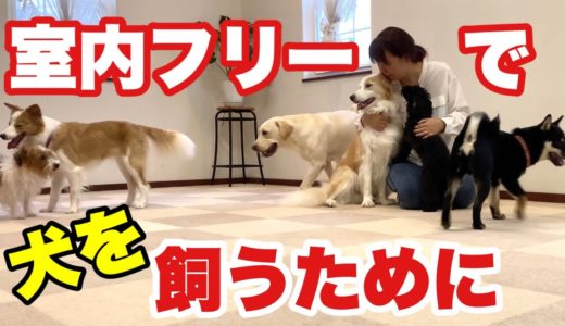 犬を室内フリーで飼いたい！　フリーで留守番させたい！フリー飼いができるようになるための手順とは？