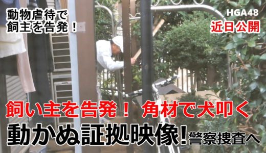 【予告動画】「飼い主を告発！角材で犬叩く / 許すな！動物虐待」動かぬ証拠映像で警察捜査へ