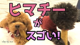 ヒマラヤチーズあげたら犬の反応スゴかった!!