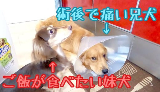 痛そうな兄犬よりも、まずはご飯！と言いたげな食欲旺盛な妹犬。ゴールデンレトリバーのクッキーとミニチュアダックスフンドの子犬ショコラとの幸せな日常