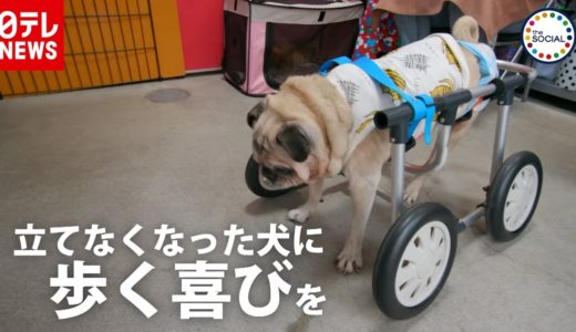 立てなくなった犬に…「車イス」で再び歩く喜びを　『the SOCIAL』傑作選（2019年8月29日放送より）