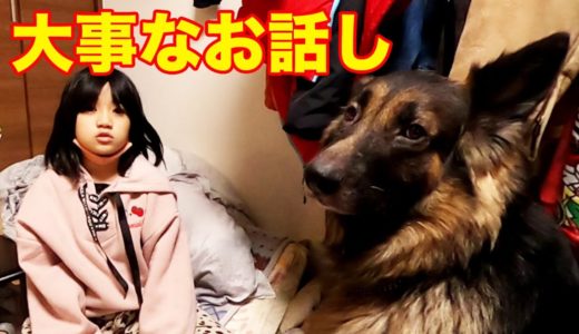 大事なお話し中♪シェパード犬と孫娘【VLOG】