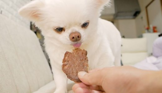 犬が5歳になって初めてジャーキーの味を知った時の反応。