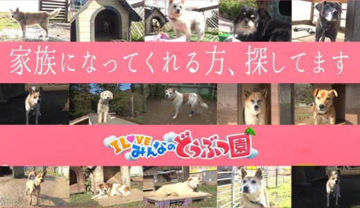 【保護犬】特別企画☆飼い主大募集中の保護犬15匹を紹介【I LOVE みんなのどうぶつ園公式】※家族になってくれる方は保護施設「SORAアニマルシェルター」にお問合せください。