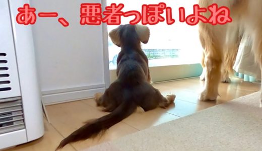 吠える兄犬の横で部外者を決め込むのんきな妹犬。ゴールデンレトリバーのクッキーとミニチュアダックスフンドの子犬ショコラとの幸せな日常