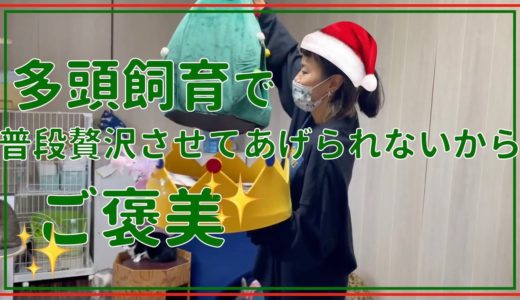 【保護犬 保護猫】多頭飼育で普段贅沢させてあげられない子たちにプレゼントを持って行ったら...??