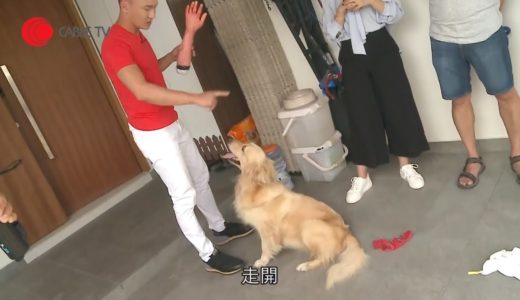 金毛尋回犬發狂咬人手當玩 咬實假手唔放嚇窒全場 Eric Ko 竟先鬆繩由佢亂跑亂撲 發現狗狗太開心不識自控！【煉狗術師 S2 EP19-2】