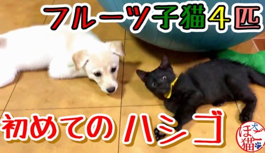 【子犬　子猫　保護犬】フルーツ４兄弟　初めてのハシゴ降り　待ち構えていたのは・・白豆！