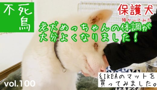 【保護犬預かり】老犬めっちゃん、大分体調が落ち着きました！IKEAのマットlurvigのレビューとご一緒に【ネタバレ:買ってよかったです】