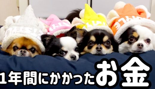 犬４匹多頭飼い１年間のリアルな飼育費用を計算したらおったまげたｗ【chihuahua】【ブラックタン】【チワワ】