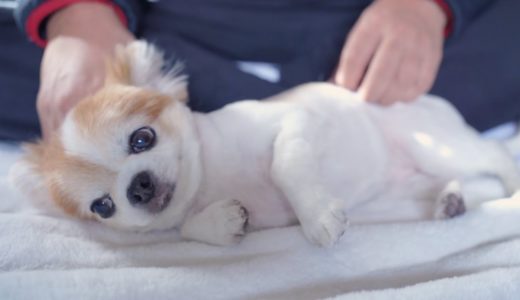 いつも甘えてくる老犬チワワが愛おしくてしょうがありません