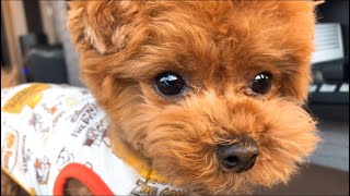 【 犬 Vlog 】マイクロティーカッププードルの日常 / ドッグラン