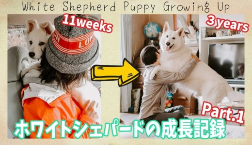 ホワイトシェパードのBJが仔犬から成犬になるまでの成長記録①