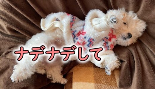 寝ぼけながらもナデナデの催促は忘れない犬