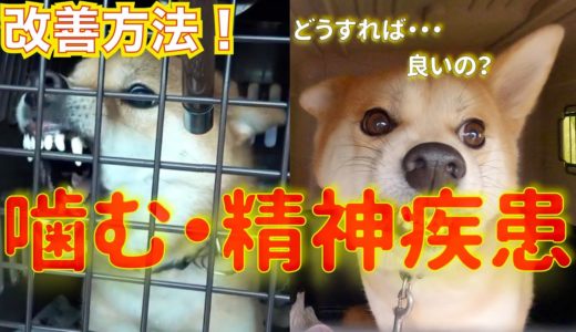 【犬を飼う心構え】精神疾患・噛む犬の改善方法！