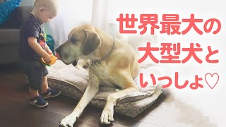 【犬と赤ちゃん】世界一の大型犬が、赤ちゃんを守ってくれるお家♡