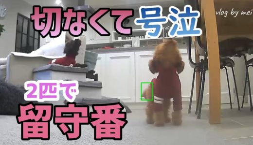 留守番する犬の様子が切なくも悲しい【犬の留守番】