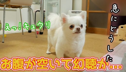 大好物のイチゴとママのお出迎え！犬はどっちを選ぶのか・・・