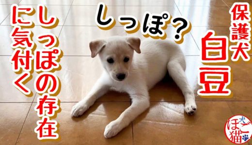 【子犬　保護犬】白豆 しっぽの存在に気付く