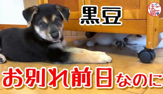 【子犬　保護犬】黒豆　お別れ前日なのに　切ない気持ち