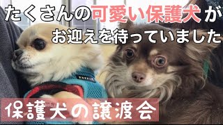 ペットショップで買う前に譲渡会へ★可愛い保護犬たちが家族のお迎えを待ってます！