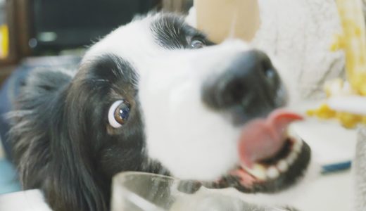 生まれてはじめて納豆を食べた犬の反応がこちら【ボーダーコリー】