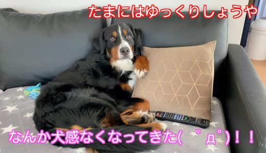 【大型犬の日常】まったりとティッシュ箱を破壊する　バーニーズマウンテンドッグ　 bernese mountain dog