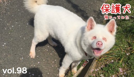 【保護犬預かり】秋田犬めっちゃんの調子が良くありません【明日もご報告させて下さい】