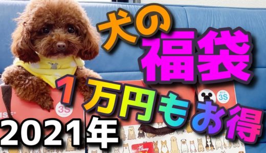 【2021年犬の福袋】ペットパラダイスの福袋を開封したら豪華すぎて衝撃！【トイプードルのサラ】