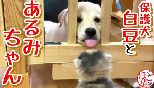 【子犬　子猫　保護犬　保護猫】初対面？！　子犬と子猫　白豆とあるみちゃん