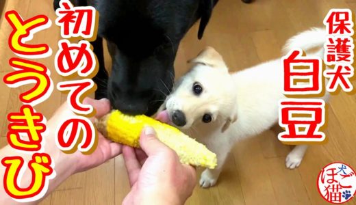 【子犬　保護犬　ラブラドール】白豆の特技見つけました！