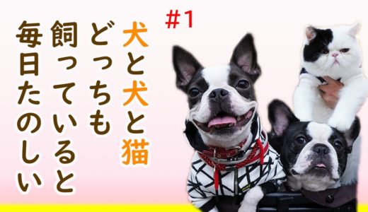 犬と猫どっちも飼ってると毎日たのしい【実写版 第1話】うちの子編♪