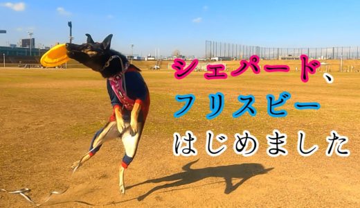 シェパード犬、フリスビーはじめました！【German Shepherd】 My Dog Just Started to Catch a Frisbee!