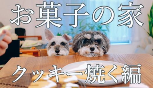 【犬とお料理】クリスマス２歳娘とお菓子の家を作りました【シュナウザージジトト】Miniature schnauzer with daughter:Make a Gingerbread house