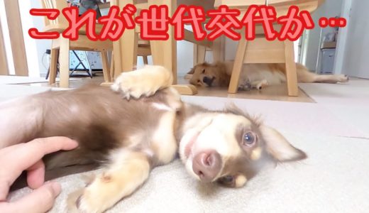 子犬の向こう側で過去の栄光を噛み締める大型犬が切なすぎる。ゴールデンレトリバーのクッキーとミニチュアダックスフンドの子犬ショコラとの幸せな日常