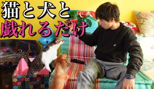 【猫と犬】おかか達と戯れるだけの動画です