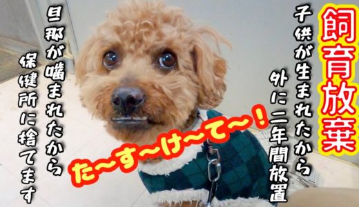 【飼育放棄】子供が生まれたからケージに入れて庭に二年間放置 その後噛まれて保健所に捨てる