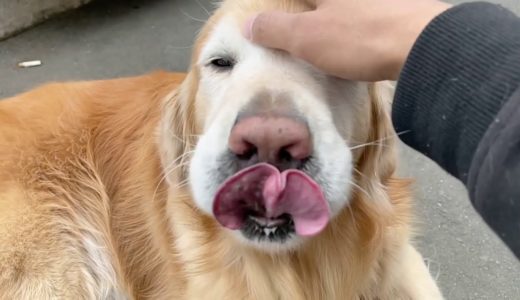 今日もセブン犬です