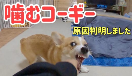 【噛む犬】しつけ 生後１０ヶ月コーギー！甘噛み等の問題行動の原因が判明しました【コーギー】【コーギー子犬】【corgi puppy】