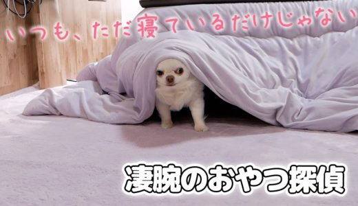 【衝撃】警察犬も驚くコハクのすごい能力！