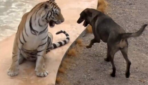 「どうぶつピース！！かわいい大図鑑」犬編（93）なかよし：猛獣と暮らす奇跡のコンビ