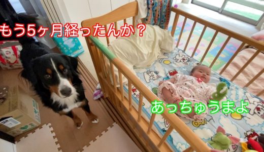 【犬と赤ちゃんの日常】生後５ヶ月赤のちゃんとバーニーズマウンテンドッグ　 bernese mountain dog