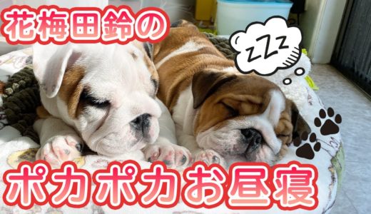 ブルドッグ親子とフレンチブルのリアルな日常【犬の生活】