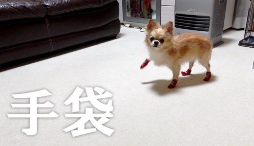 初めて靴下を履いた犬の行動が予想通りだけど笑ってしまうほど可愛い【チワワ】【dog】【chihuahua】