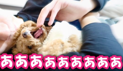 飼い主のゲーム時間を妨害し過ぎて捕まった犬【トイプードルのコロン】